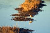 Bird In A Rice Field_28767